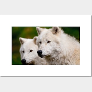 Arctic Wolves Posters and Art